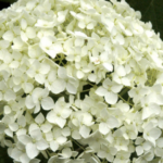 Ball-Hortensie Blüte
