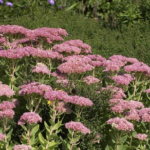 Sedum telephium 'Herbstfreude'